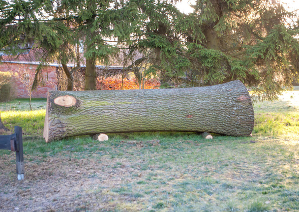 ein riesiger Baumstamm liegt auf dem Boden unter Tannen - Foto, Bild