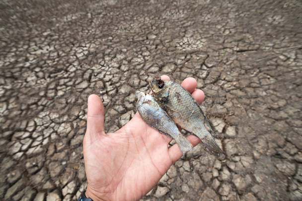 魚介類は乾燥した地球温暖化、地球温暖化の背景のために乾燥した地面とひび割れた土地で死んでいる - 写真・画像