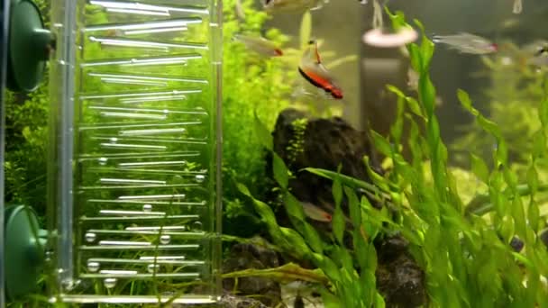 Аквариум с красной рыбой, камнем, растениями и устройством для подачи кислорода
 - Кадры, видео