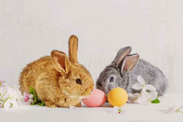 bunny with easter eggs on white background - Valokuva, kuva