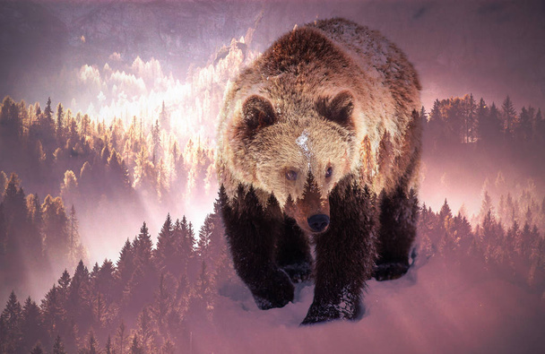 doble exposición de oso pardo y bosque de pino, concepto de salvar nuestros bosques y vida silvestre, luchar contra el calentamiento global
 - Foto, Imagen