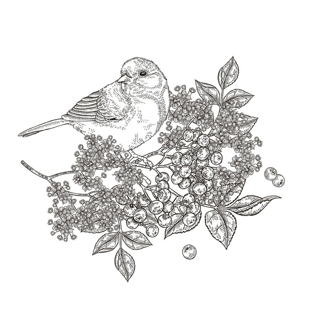 Composition with bird and flowers. Beautiful bird sitting on branch of elder. Titmouse and elderflowers hand drawn. Vector illustration vintage. Engraving style. - Vector, Imagen
