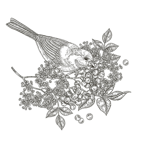 Composition with bird and flowers. Beautiful bird sitting on the elder branch. Titmouse and elderflowers hand drawn. Vector illustration vintage. Engraving style. - Vettoriali, immagini