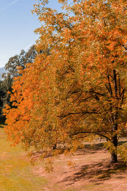 Krásné barevné stromy na podzim v lese a parku. Uklidňující krajina - Fotografie, Obrázek