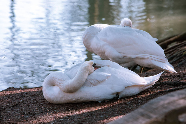 dos cisnes limpiándose a orillas del lago
 - Foto, Imagen