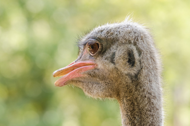 Серый страус
 - Фото, изображение