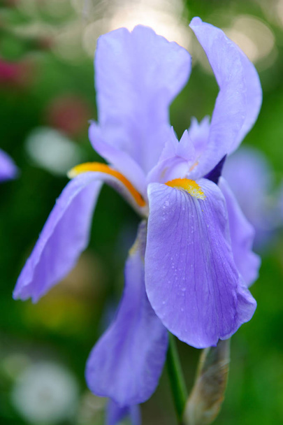 Blue Iris Flower in the Garden Close-up - Foto, imagen