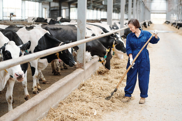 Onnellinen nuori viljelijä tai nykyajan maitotilan työntekijä, joka työskentelee heinähangolla seisoessaan mustavalkoisten lehmien rivillä
 - Valokuva, kuva