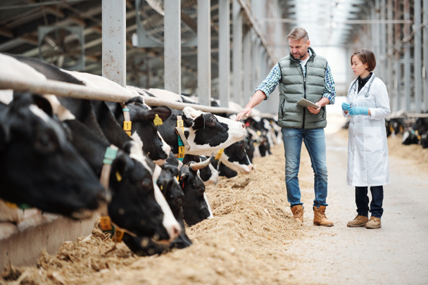 Cabeça madura de grande fazenda de laticínios com touchpad tocando uma das vacas enquanto consulta com veterinário por cowshed
 - Foto, Imagem