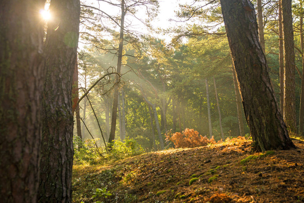 sun rays in a forest in autumnal colors - 写真・画像