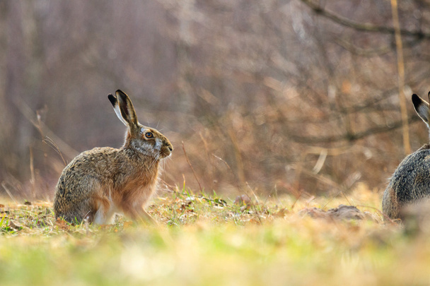 rabbit - Photo, Image