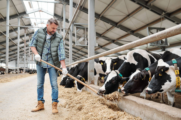 Jovens funcionários da fazenda de laticínios em pé por uma longa fileira de vacas leiteiras atrás da cerca e dando-lhes feno fresco para comer
 - Foto, Imagem