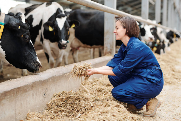 Ευτυχής νέος εργαζόμενος της κτηνοτροφίας κατάληψη, ενώ εκμετάλλευση σωρός από φρέσκο σανό μπροστά από αγελάδες γάλα κατά τη διάρκεια της εργασίας - Φωτογραφία, εικόνα