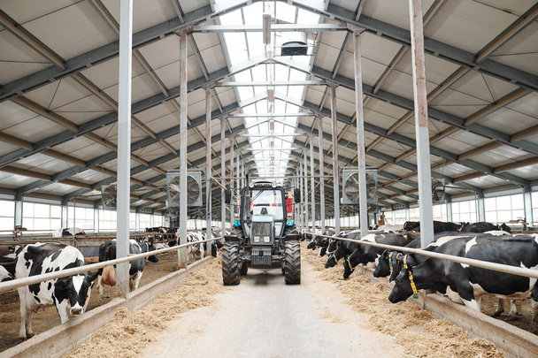 Traktori liikkuu käytävää pitkin kahden pitkän lehmän välillä suuren nykyaikaisen maitotilan sisällä
 - Valokuva, kuva