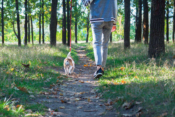 van achteren de Jack Russel hond op de wandeling in het najaarspark - Foto, afbeelding