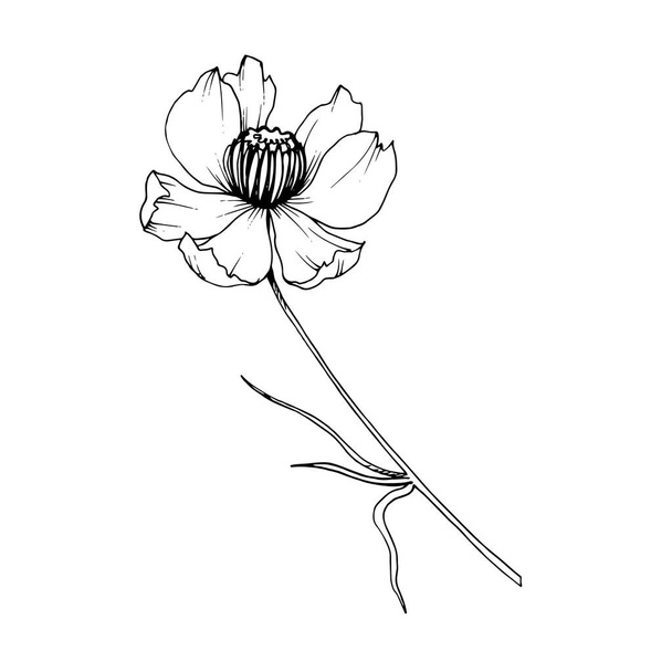 Vector Cosmos kwiatowe kwiaty botaniczne. Czarno-biała grawerowana sztuka atramentu. Izolowany Kosmetyka element ilustracji. - Wektor, obraz