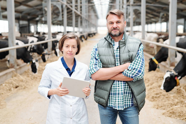 Δύο νέοι σύγχρονοι εργάτες της μεγάλης γαλακτοκομικής φάρμας να σε κοιτάζουν ενώ στέκονται μπροστά στην κάμερα ανάμεσα σε στάβλους αγελάδας. - Φωτογραφία, εικόνα