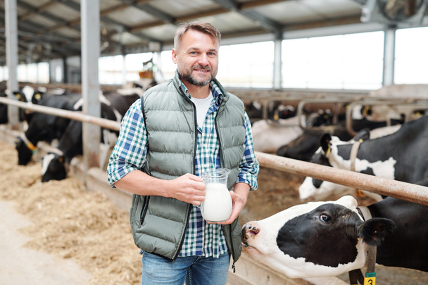 Jovem trabalhador feliz da fazenda de laticínios segurando jarro com leite fresco enquanto estava em frente ao estábulo, uma das vacas cheirando ele
 - Foto, Imagem