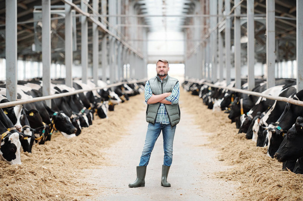 Personal armado cruzado de confianza de la granja en ropa de trabajo de pie en el pasillo largo entre dos establos con vacas de leche en blanco y negro
 - Foto, Imagen