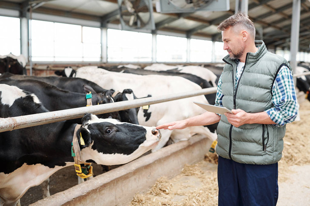 Cuidador profesional de vacas lecheras con tableta digital de pie por grupo de ganado detrás de la valla y tocando uno de ellos a mano
 - Foto, imagen