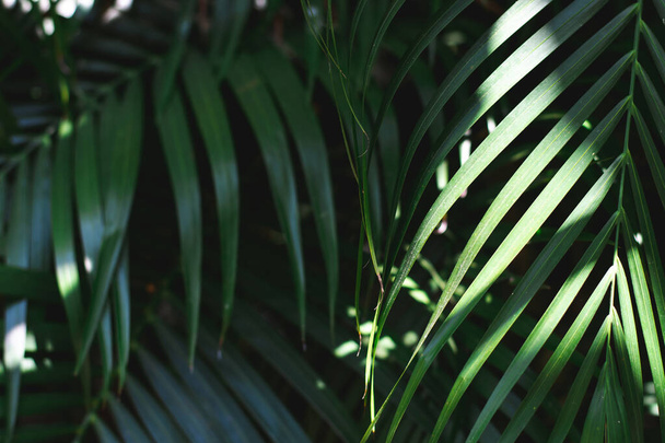 Close up of Palm leaves in tropical forests with sun shine on dark green tone. - Fotó, kép