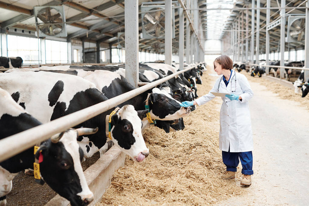 Joven cuidadora de granja grande en guantes y whitecoat usando touchpad mientras toca una de las vacas lecheras en el establo
 - Foto, imagen