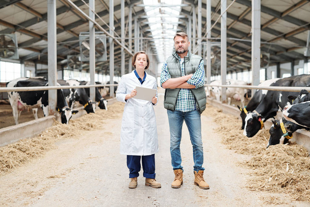 Dos jóvenes agricultores confiados en ropa de trabajo de pie frente a la cámara en el pasillo entre dos cowsheds largos
 - Foto, imagen