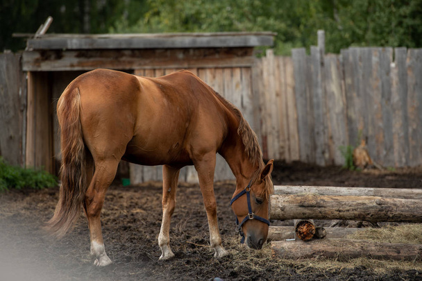Молодой коричневый чистокровный домашний конь стоит у кормушки и ест свежее сено на фоне деревянного забора
 - Фото, изображение