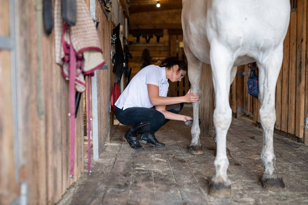 Pretty young sportswoman in skinny jeans and white shirt using brush to clean legs of racehorse standing on wooden floor inside barn - Фото, изображение