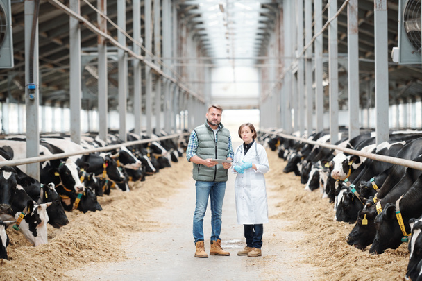 zwei junge selbstbewusste Arbeiter eines modernen Milchviehbetriebs, die auf einem langen Gang zwischen Kuhställen vor der Kamera stehen - Foto, Bild