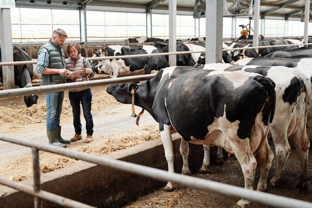 Δύο εργαζόμενοι της γαλακτοκομικής εκμετάλλευσης που ψάχνουν σε απευθείας σύνδεση προσφορές τροφίμων για τα ζώα, ενώ στέκεται δίπλα σε μία από τις αποθήκες αγελάδων - Φωτογραφία, εικόνα