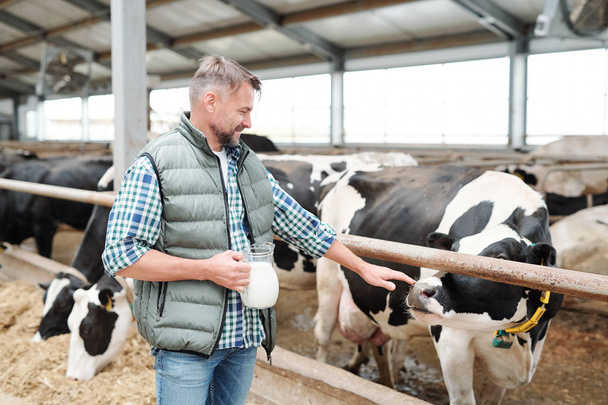 Nykyaikaisen maalaistalon nuori työntekijä, jolla on kannu maitoa ja joka koskettaa yhtä lehmää navetassa seistessään aidan vieressä
 - Valokuva, kuva