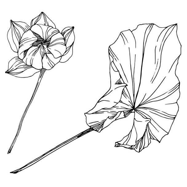 Vektori Lotus kukka kasvitieteellinen kukka. Musta ja valkoinen kaiverrettu muste taidetta. Erillinen lootuksen havainnointielementti
. - Vektori, kuva