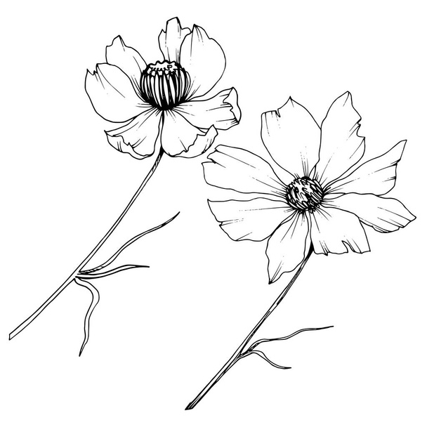 Vektori Cosmos kukka kasvitieteellinen kukkia. Musta ja valkoinen kaiverrettu muste taidetta. Eristetty kosmeettinen kuvituselementti
. - Vektori, kuva