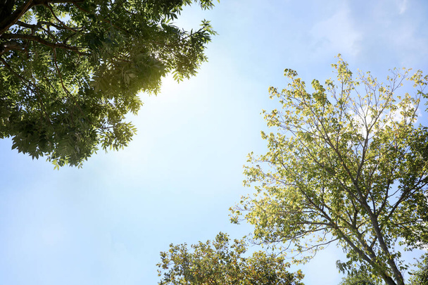 Green trees on sunny day, bottom view - Photo, image