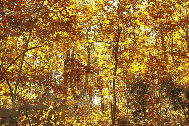 Beautiful golden october forest with brown and yellow leaves - Fotó, kép