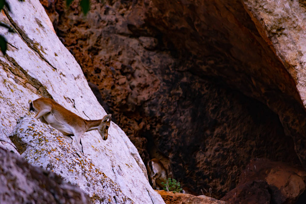 Pyreneese geit in de natuur - Foto, afbeelding