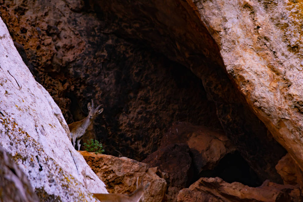 Doğada Pyrenean keçisi - Fotoğraf, Görsel