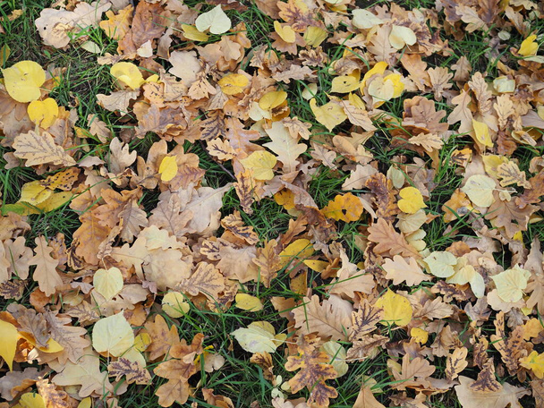 Un prato erboso coperto di foglie cadute
. - Foto, immagini