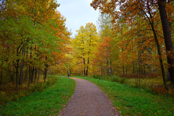 Golden autumn in the Park - Foto, imagen