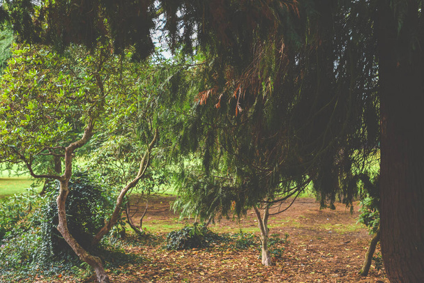 висячі гілки дерева затінюють осінню сцену парку
 - Фото, зображення