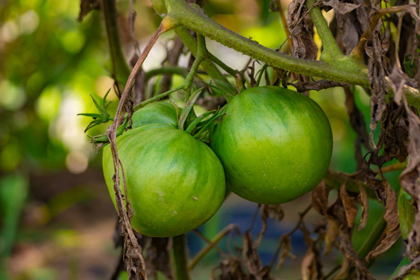 Rajčata ze sadů Benizar, Moratalla (Španělsko) - Fotografie, Obrázek