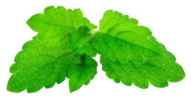 Свежий зеленый лист мелиссы выделен на белом фоне
 - Фото, изображение