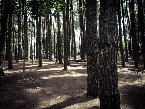 hustý borový les pod jasnou oblohou a sluneční světlo na lesní půdě, pěkný kontrast mezi stromy a světlem - Fotografie, Obrázek