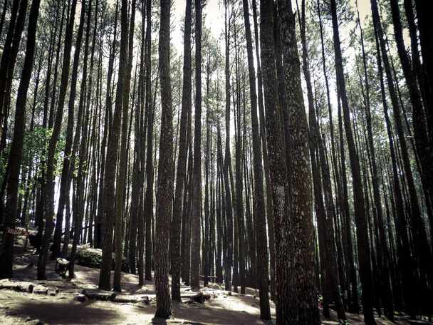 uma densa floresta de pinheiros sob um céu brilhante e a luz do sol no chão da floresta, belo contraste entre as árvores e a luz
 - Foto, Imagem