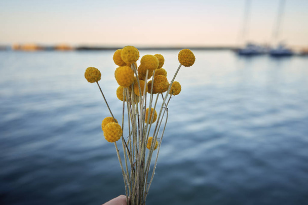 Beautiful yellow flowers on a background of the sea. craspedia;  - Photo, Image