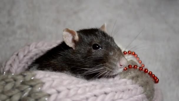 Black rat with pink ears, sitting in a warm scarf with Christmas decoration, washing, stirring a mustache - Footage, Video