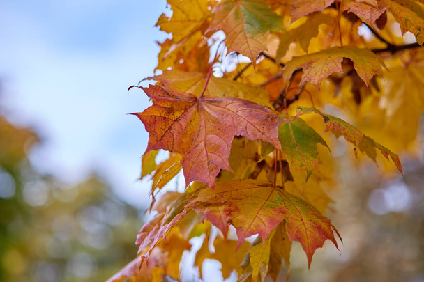 Green leaves on maple tree.Maple foliage. - Photo, Image