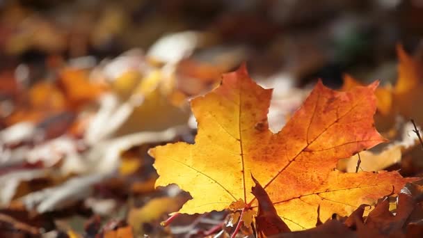 Sonbahar akçaağaç yaprağı orman arka planı - Video, Çekim