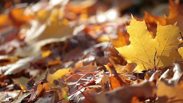 podzim javorový list les pozadí - Záběry, video